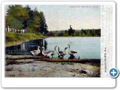 Bordentown - Geese at Meadow Pond