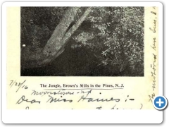 Browns Mills in the Pines - The Jungle - 1916