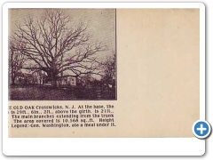 Crosswicks - The old oak