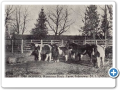 Jobstown -  Ponies at Rancocas Stock Farm