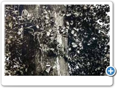 William Cooper took this picture of an enormous Sycamore tree at a farm near Medford