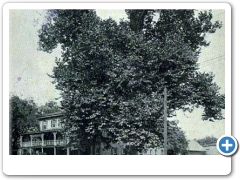 Sycamore tree at the intersection of Main Street and Chester Avenue - early 1900s
